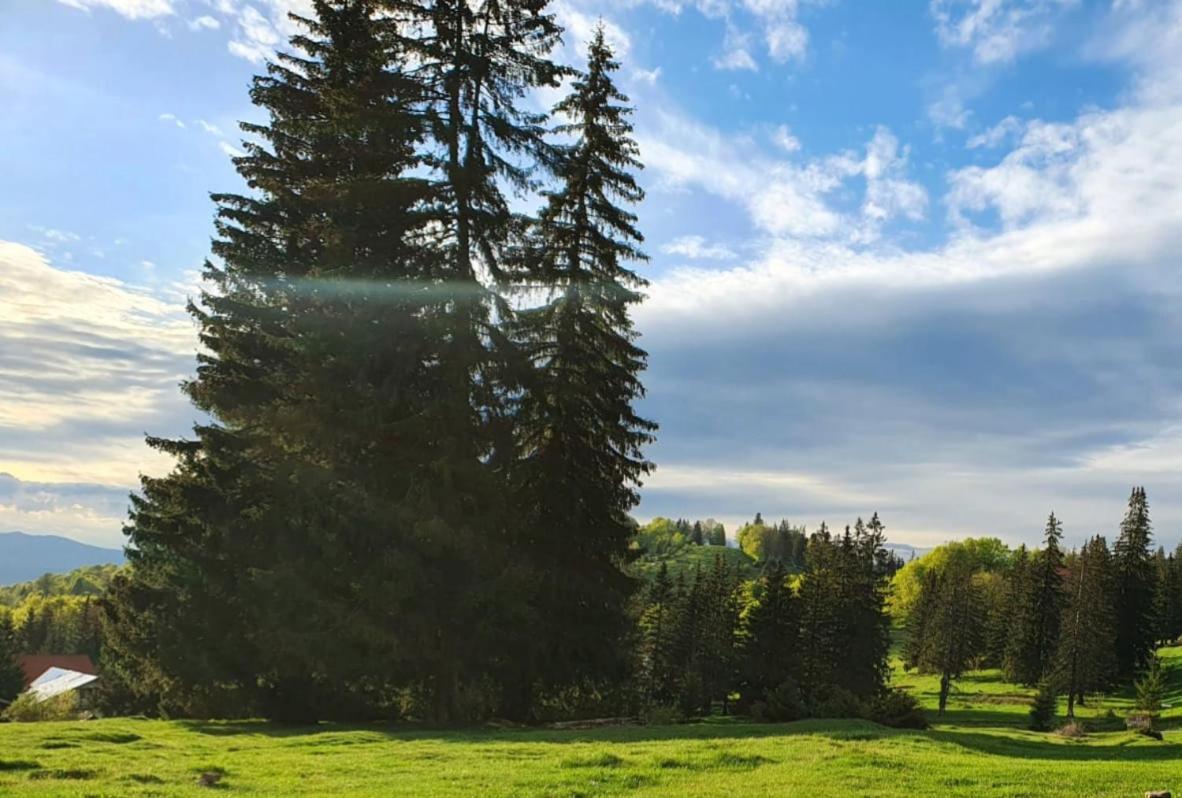 Pensiunea Drumetul Predeal Dış mekan fotoğraf